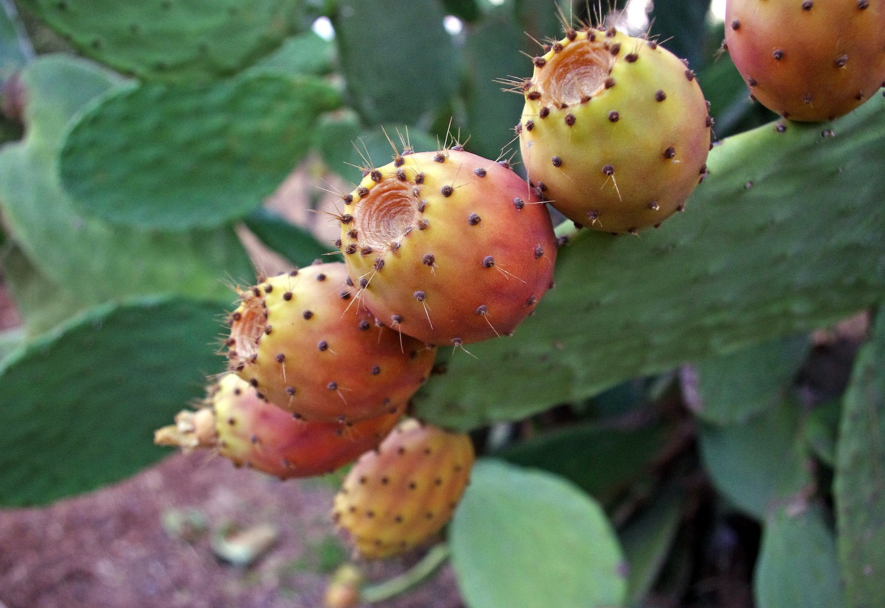 Prickly pears, the most popular fruits of autumn