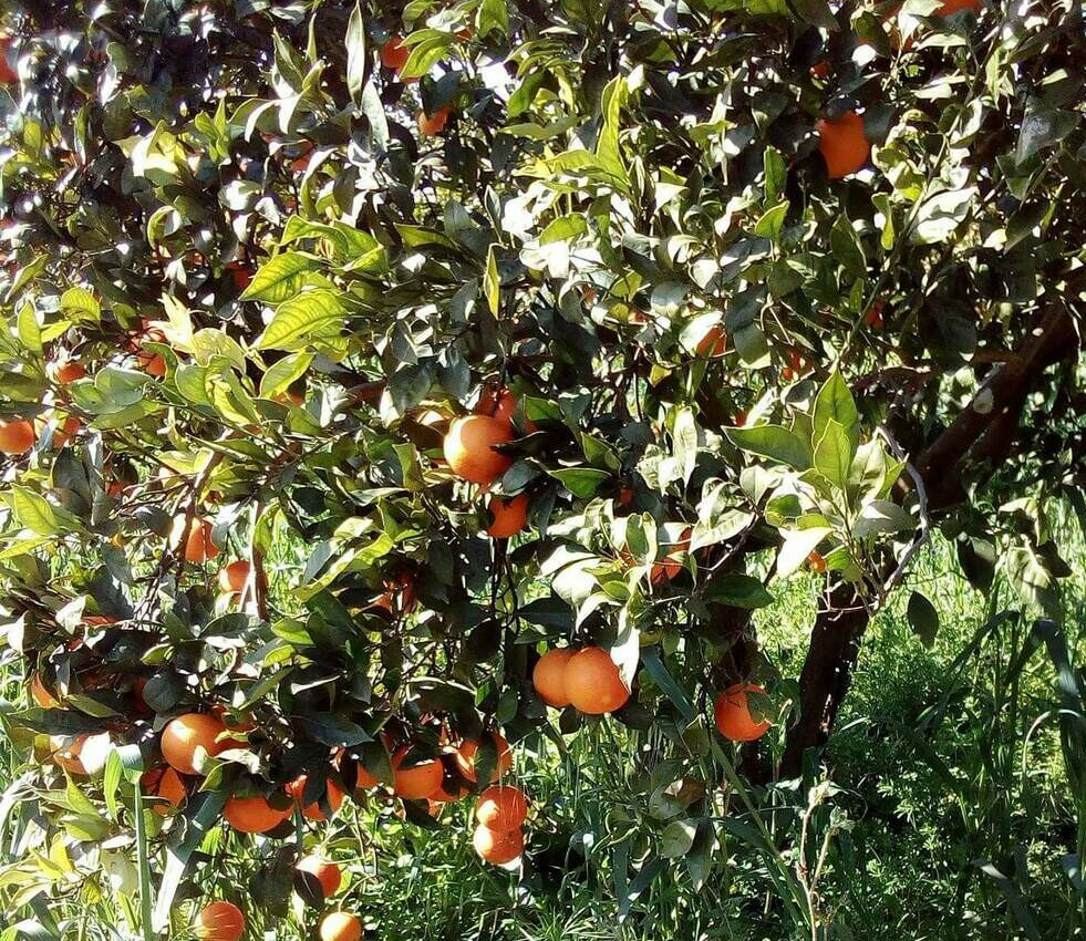 Sicilian blood oranges, the characteristics