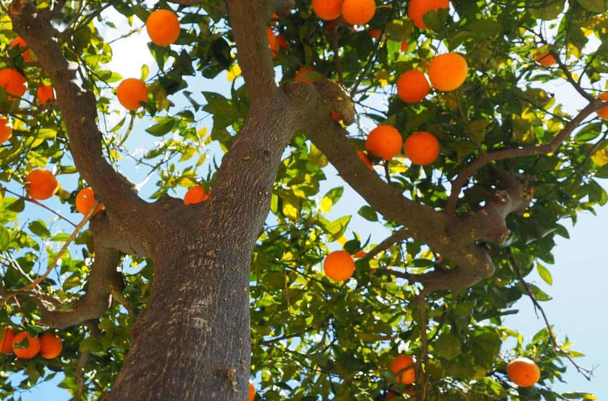 Sicilian blood orange, from cutting to ripe fruit