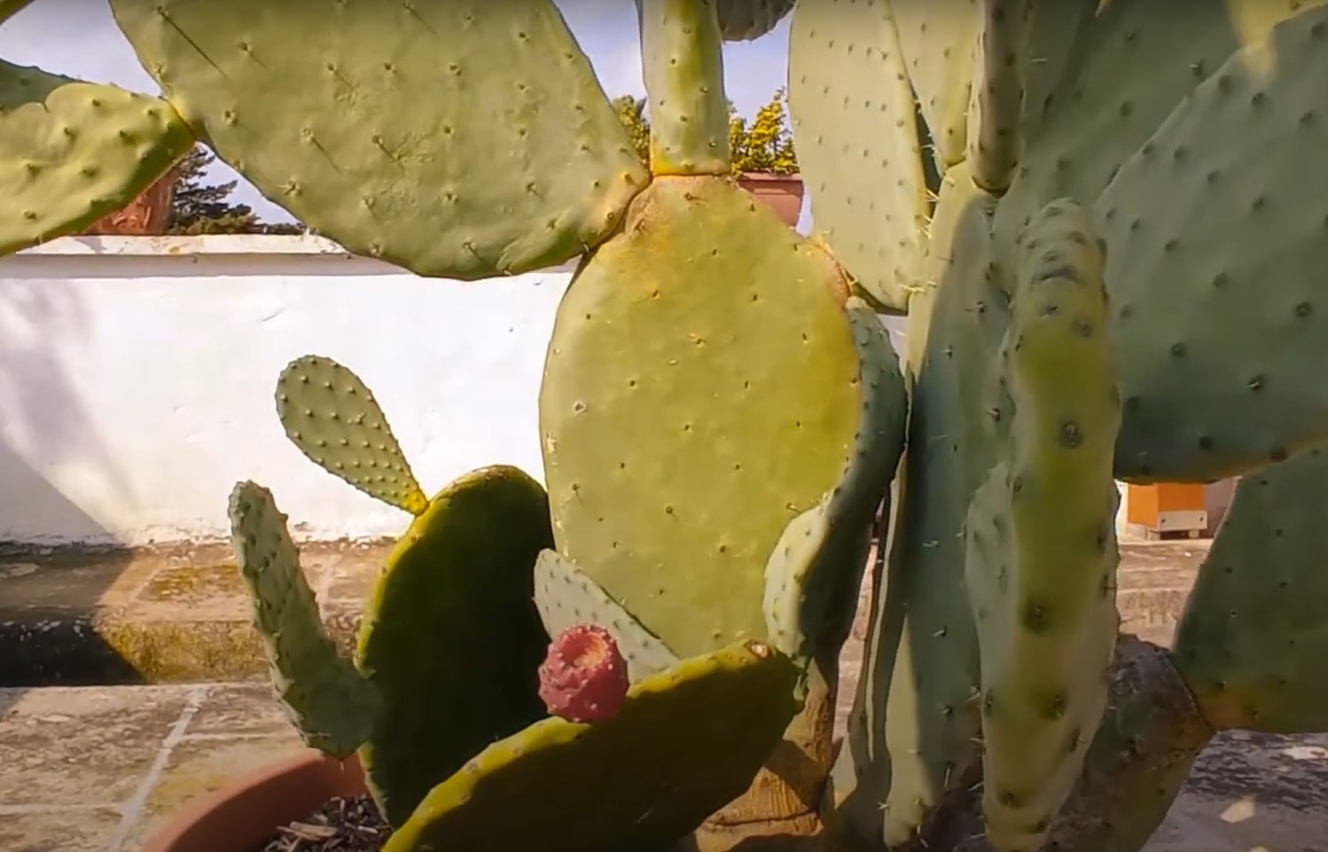 The production of the prickly pear