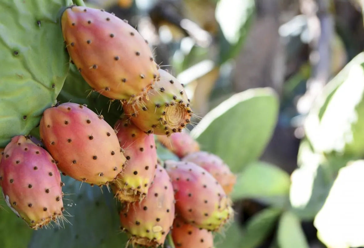 Prickly pears the harvest period in Sicily