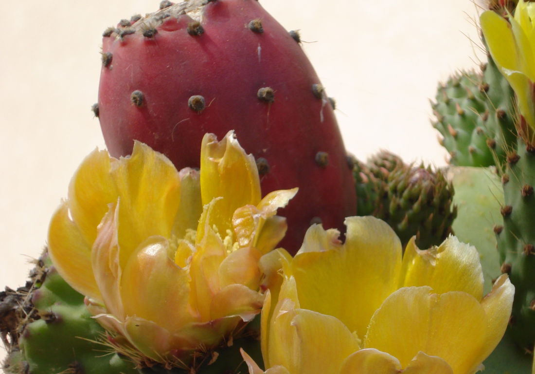 Prickly pears, from Sicily to Europe.