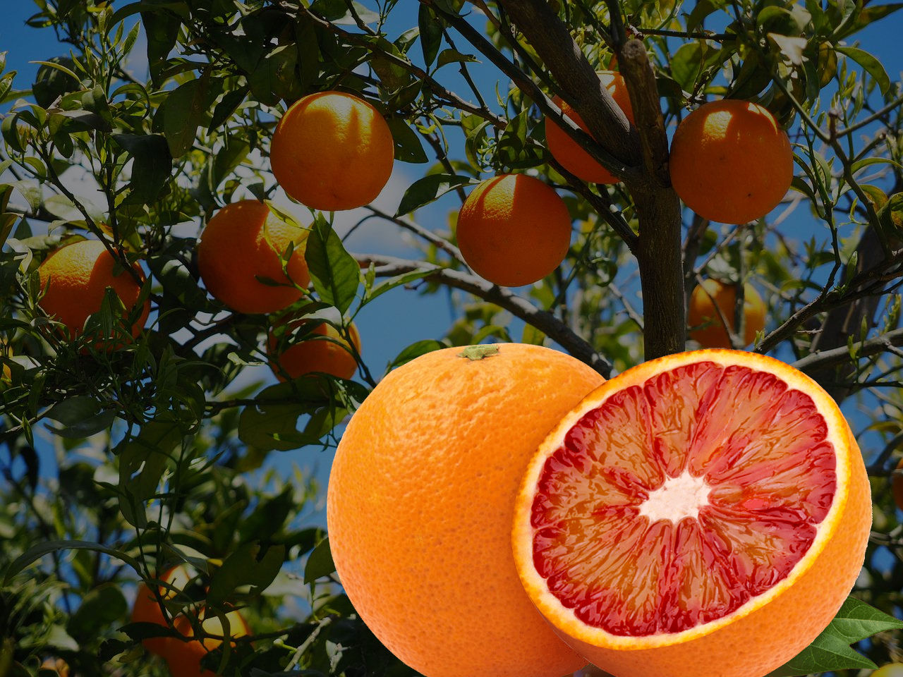 Sicilian blood orange