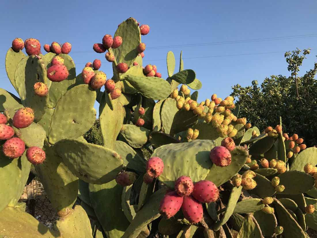 Fichi d'India, dalla Sicilia all'Europa.