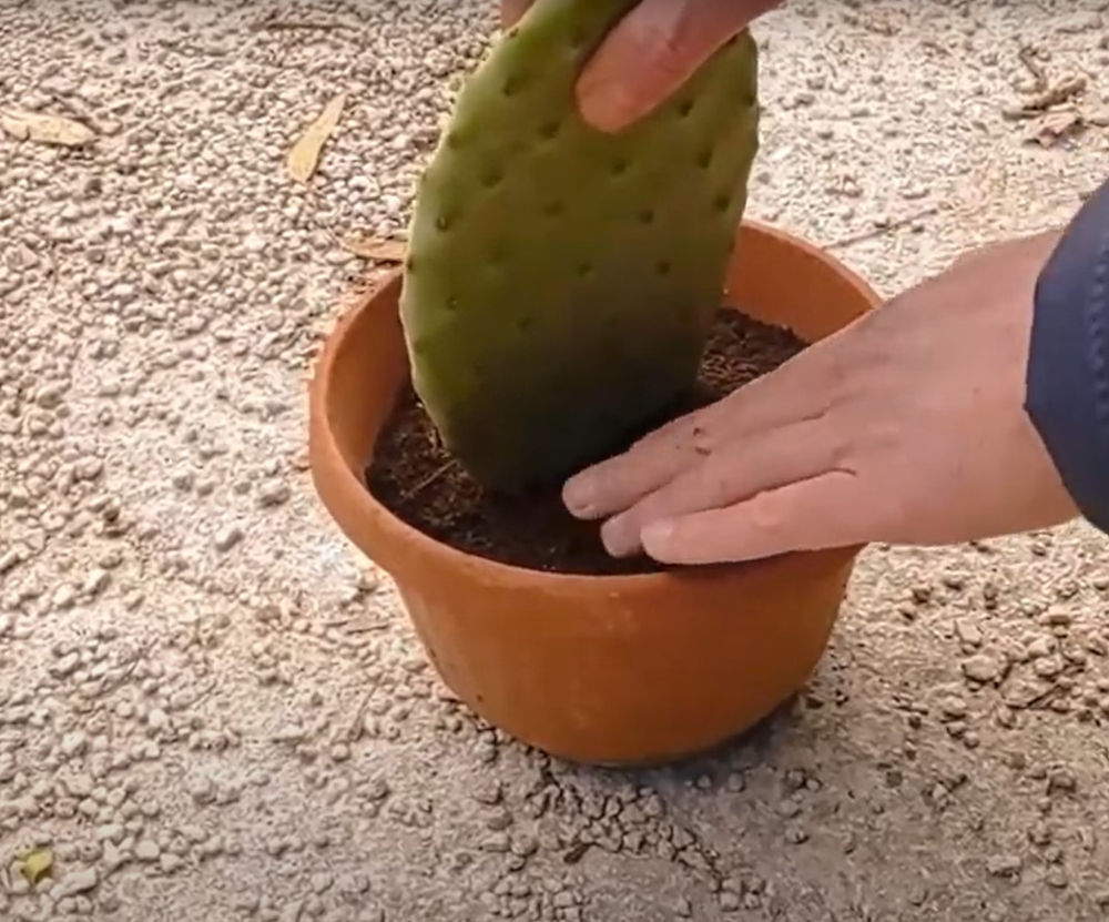 The production of the prickly pear