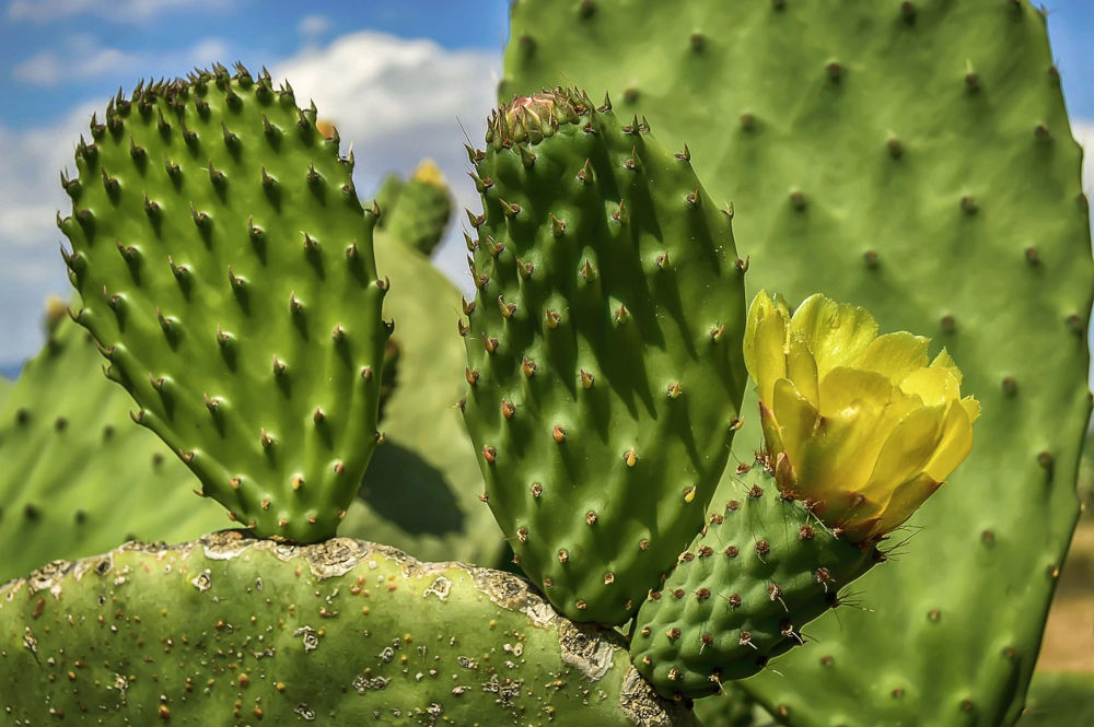 The prickly pear also on our terrace