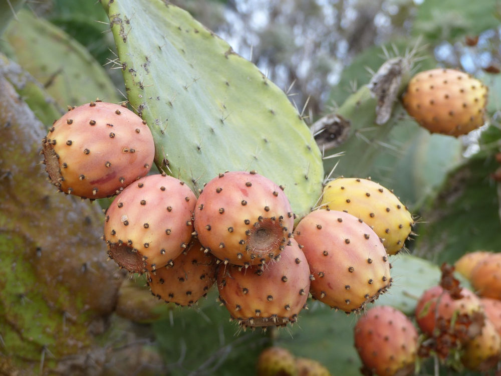 The production of the prickly pear