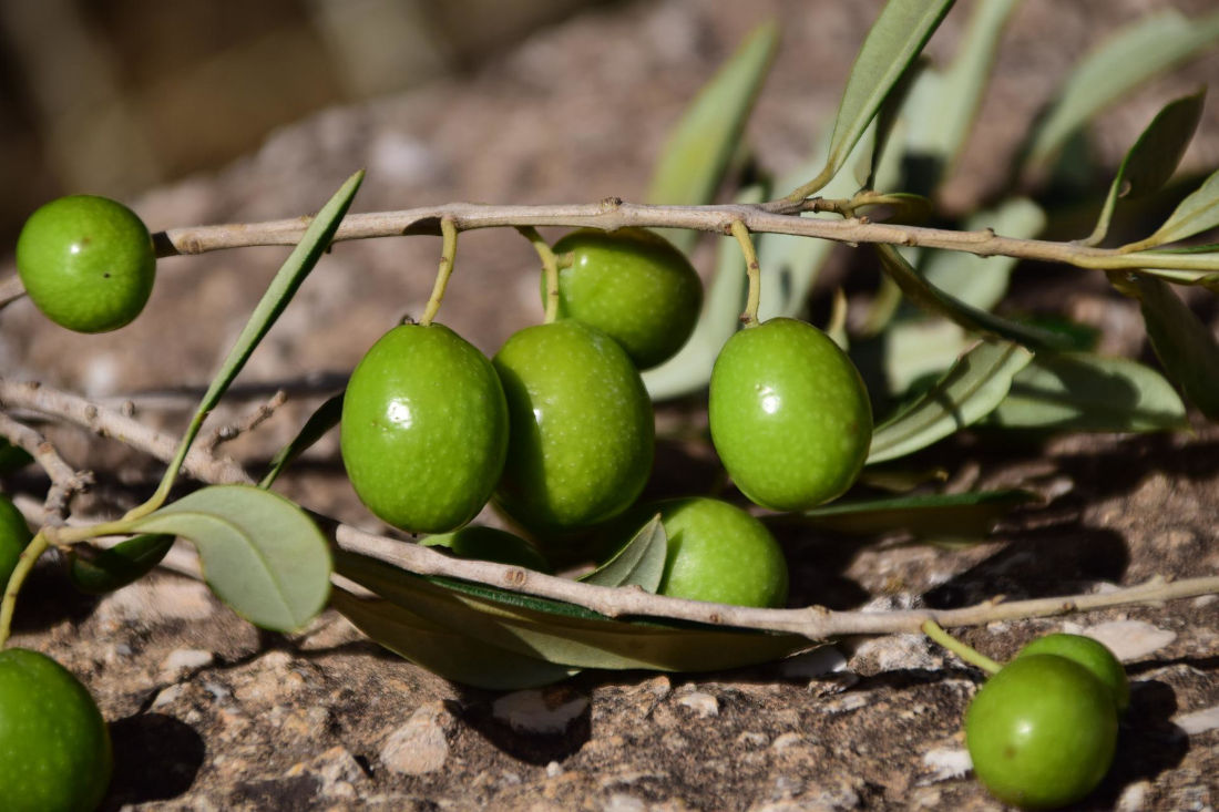 Production of Extra Virgin Olive Oil