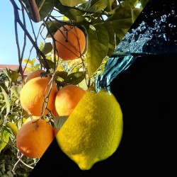 Mix arance da tavola/limoni